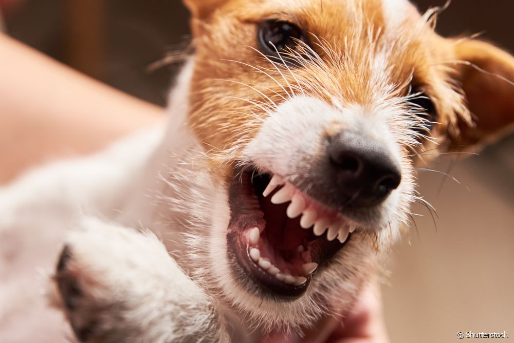  Learn how to break up a dog fight!