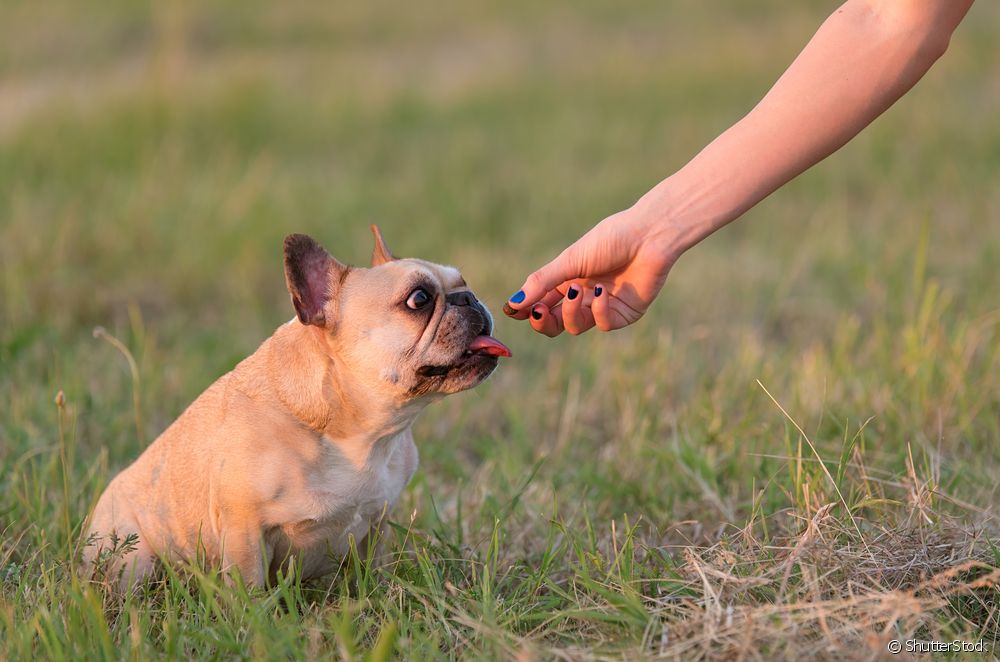  How to educate a dog: what are the most common mistakes the guardian can make?