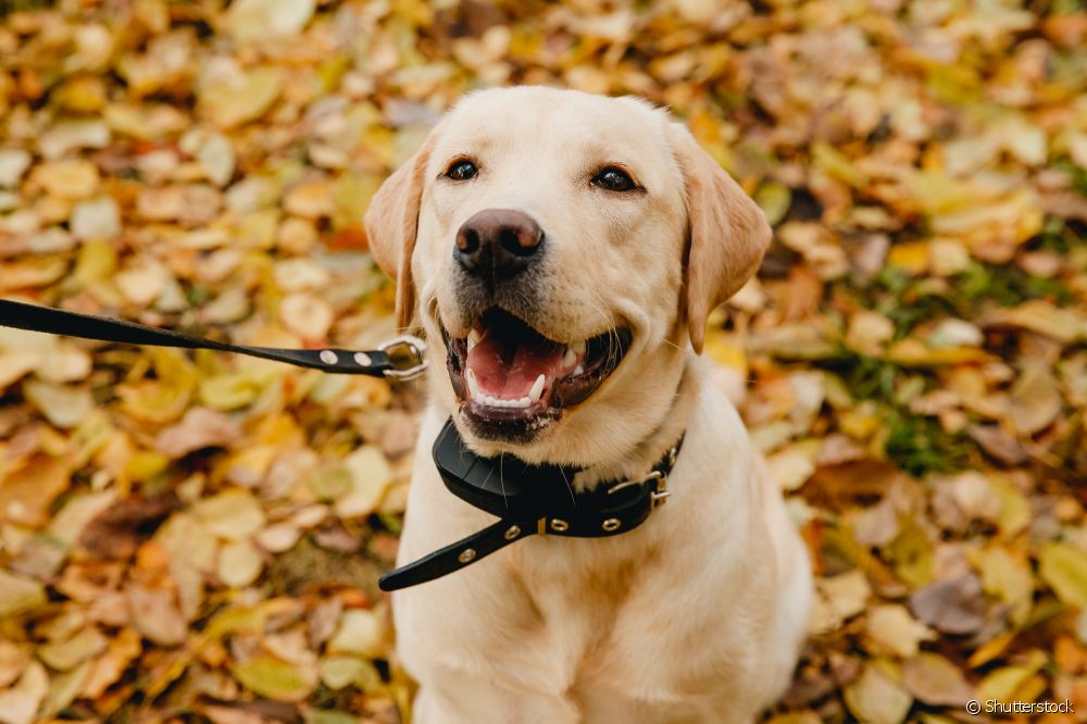  Dog shock collar: behaviorist explains the dangers of this type of accessory