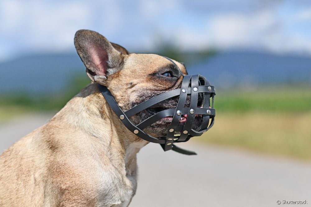  Dog muzzle: how does it work?