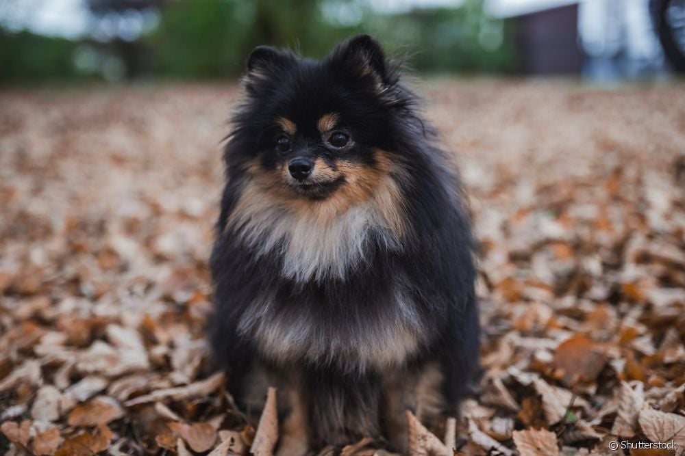  German Spitz: value, care and characteristics of the famous Pomeranian Lulu