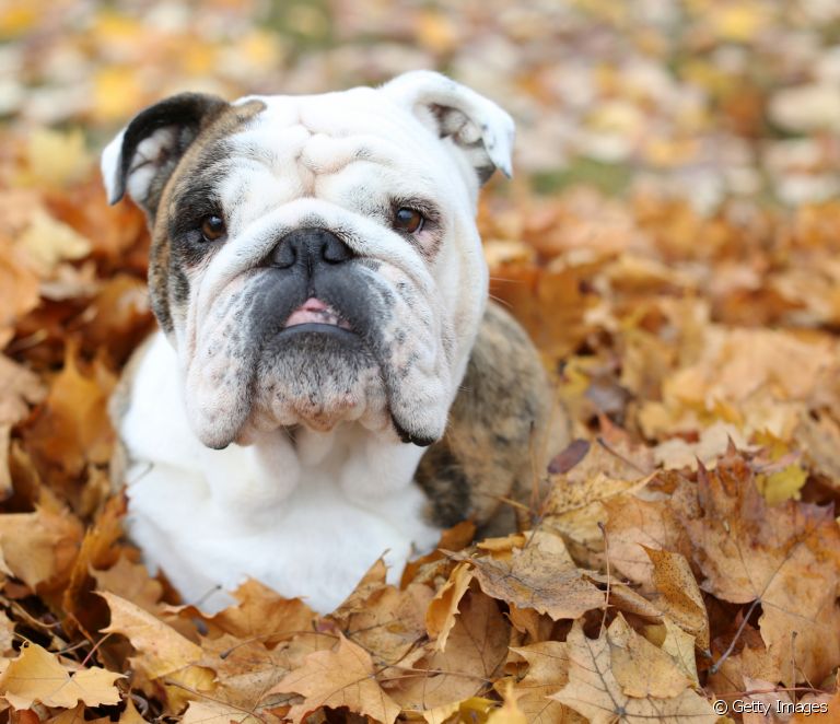 English Bulldog: characteristics, personality, health and care... all about the dog breed