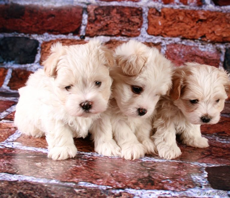  Maltese puppy: what to expect from the breed in the first months of life?