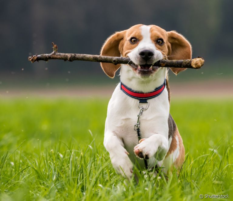  Beagle: characteristics, temperament, health, diet... learn all about the breed (plus 30 photos)