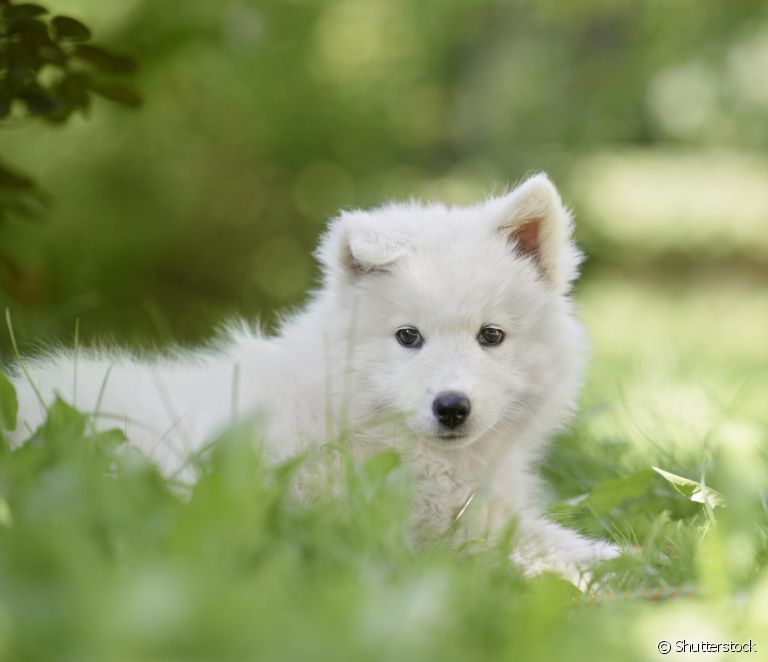  Samoyed puppy: 13 characteristics of this Siberian dog breed