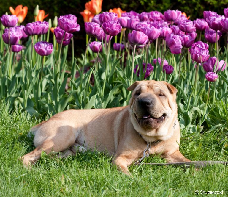  SharPei: learn more about the personality of this dog with folds
