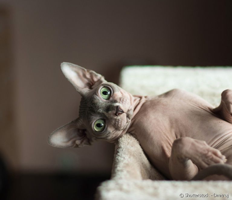  Hairless cat: learn all about the Sphynx breed