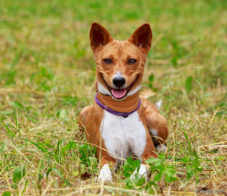  Meet Basenji, a dog breed that can't bark!