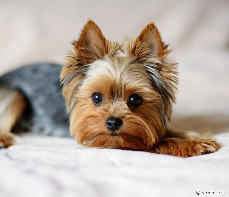  Yorkshire: learn all about this small dog breed (+ gallery with 30 photos)