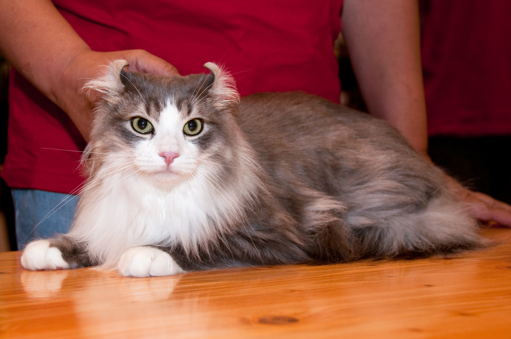  American Curl: all about the cat breed with the funniest ears in the world