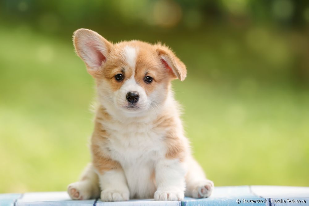  50 names for small female dogs