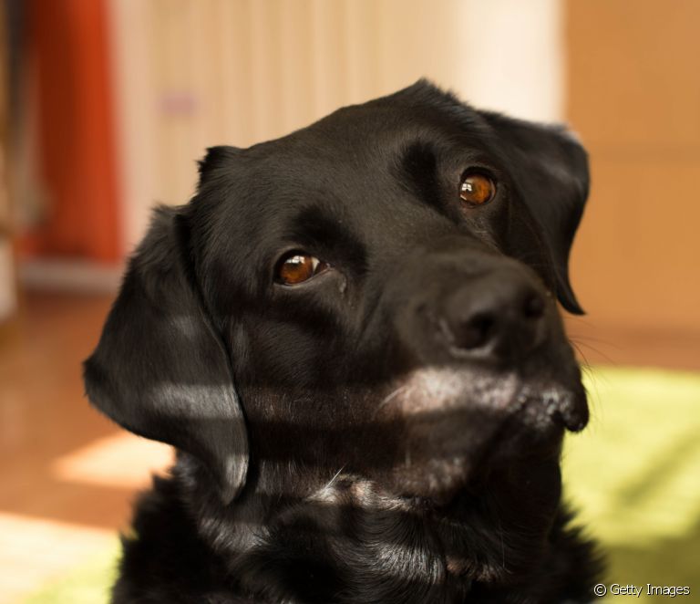  Black dog names: 100 suggestions to call your new pet