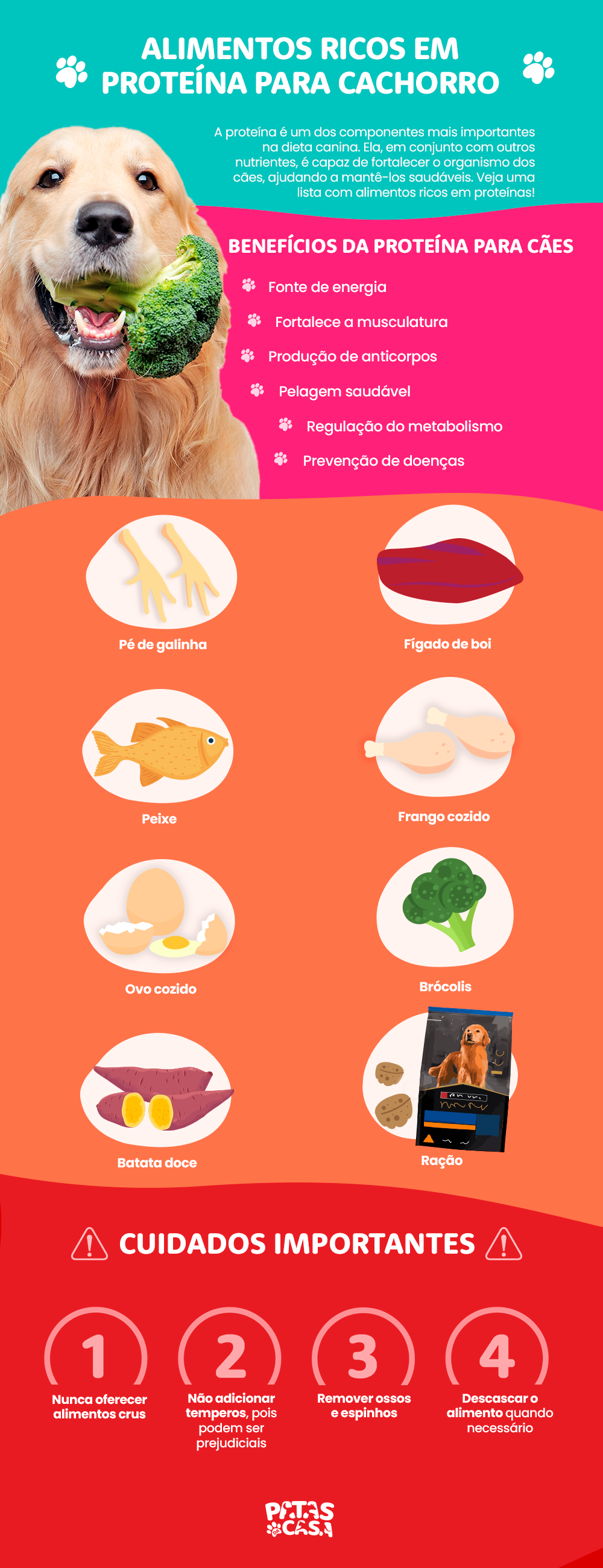  See the list of protein-rich dog foods (with infographic)