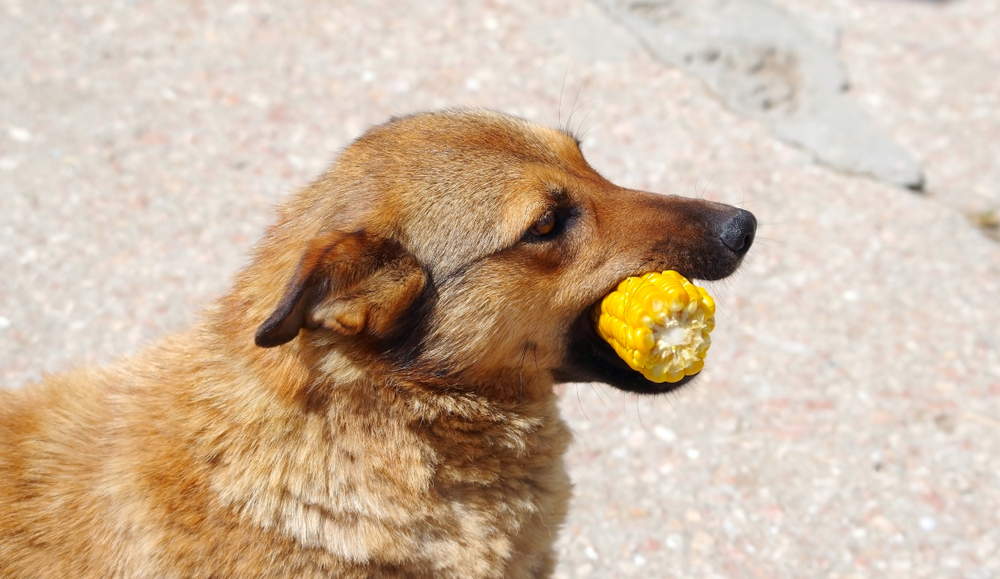  Can dogs eat corn? Find out if it's allowed or not!