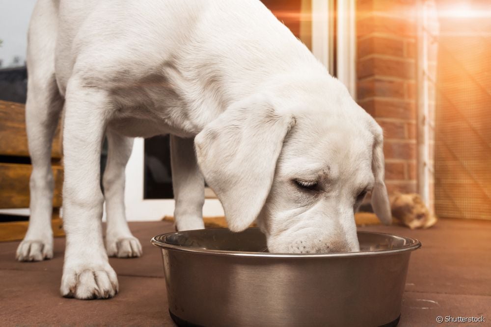  Omega 3 for dogs: what is it and what is it for?