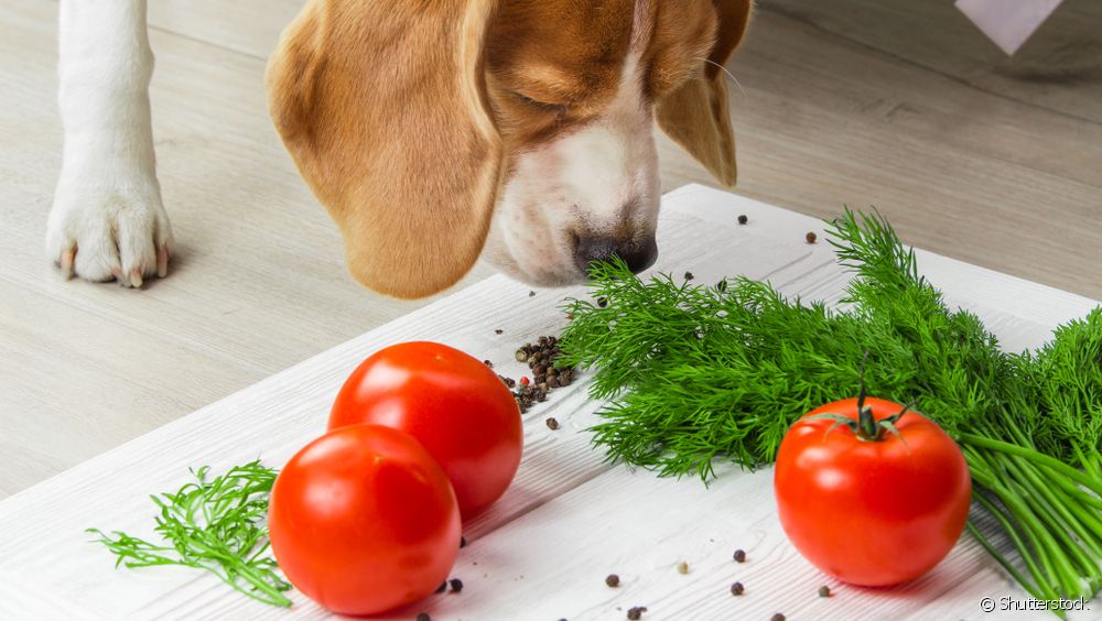  8 vegetables that dogs can't eat