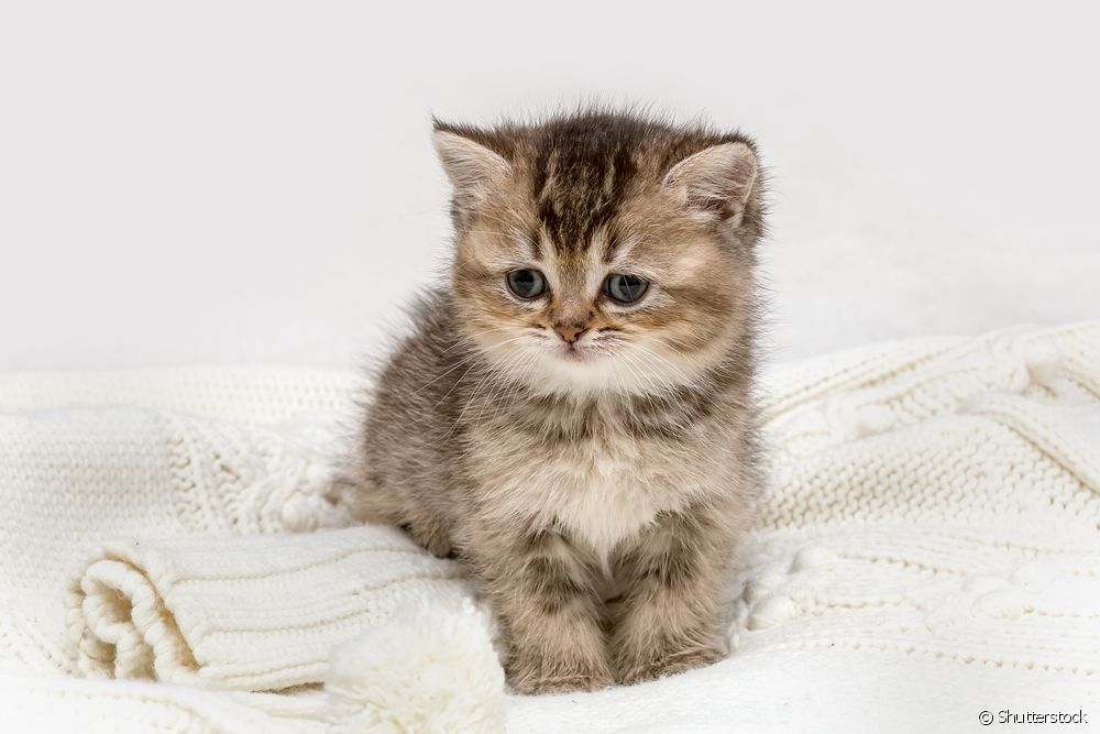  How to remove fleas from kittens: here are some tips for dealing with the parasite!