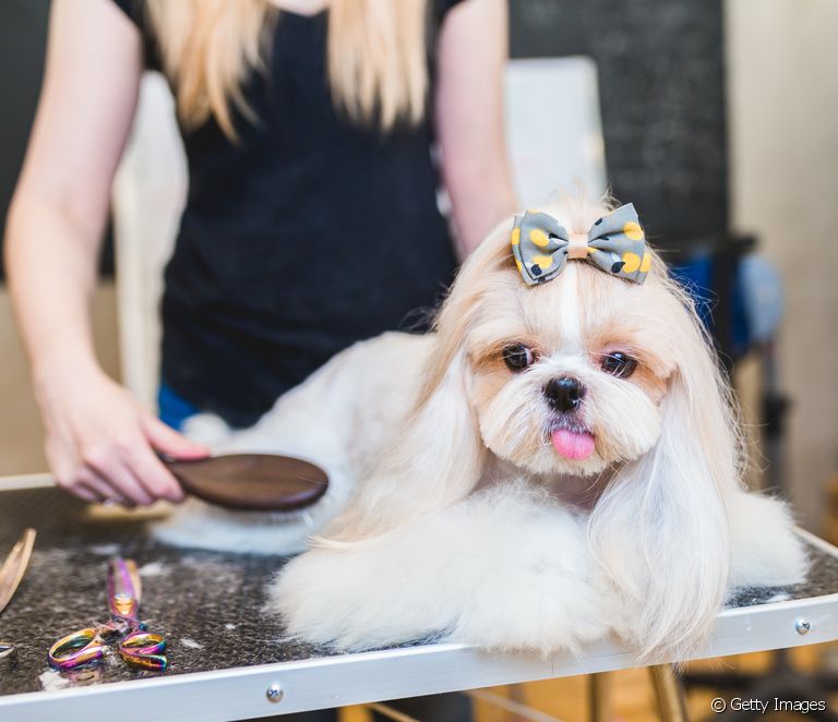  Types of grooming for Shih Tzu and Yorkshire