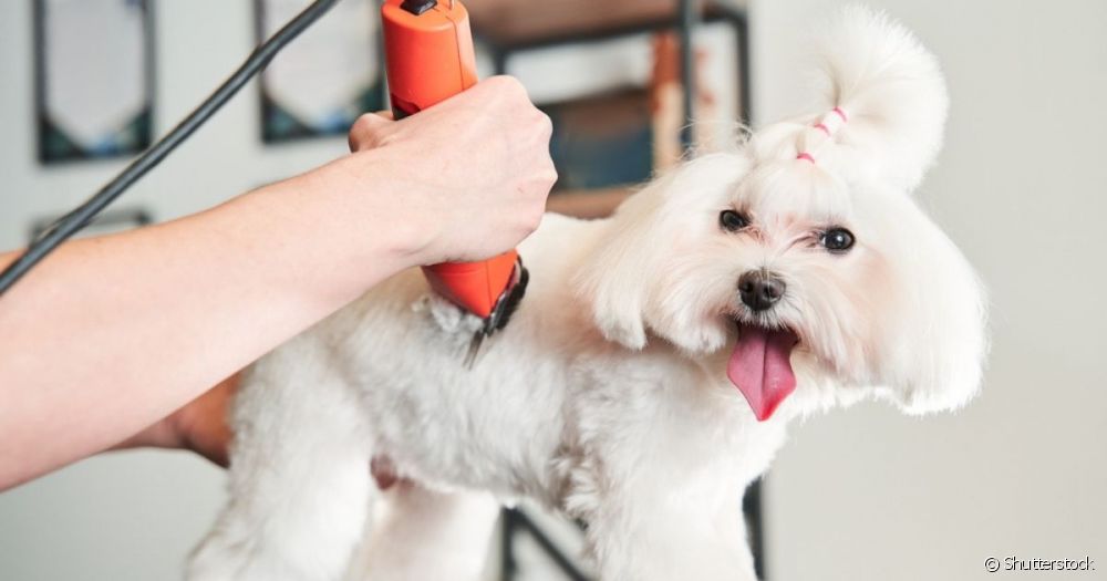  Is it worth buying a dog grooming machine? Understand the advantages and disadvantages
