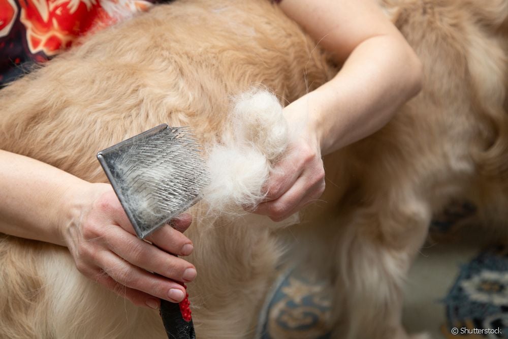  Learn more about trimming, the specific cut for the Golden Retriever breed
