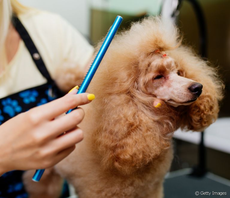  Poodle grooming: what are the most common types of cut in the breed?