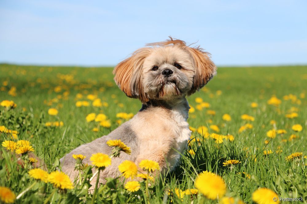  Lhasa Apso shorn: see the most suitable cuts for the dog breed