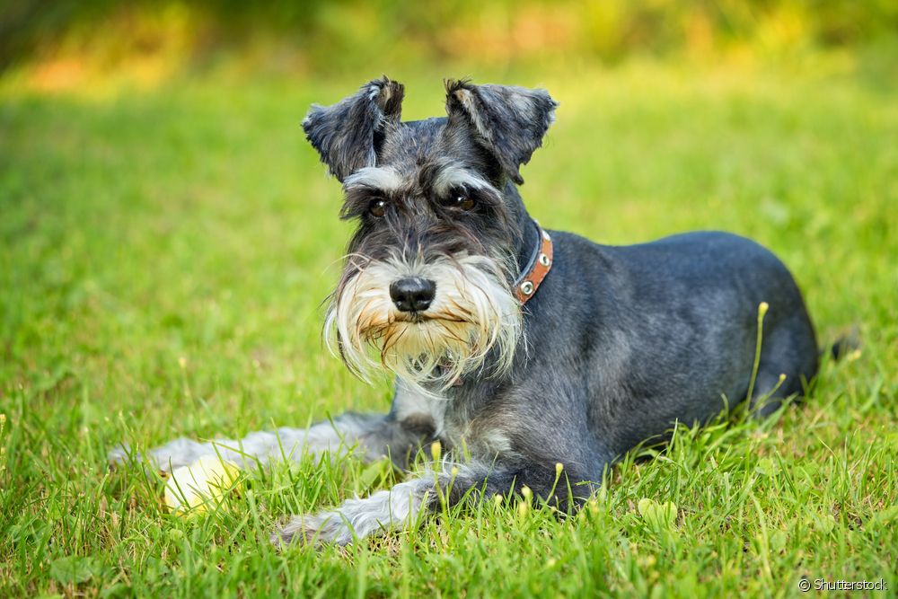  Schnauzer grooming: understand how the classic dog breed cut is made