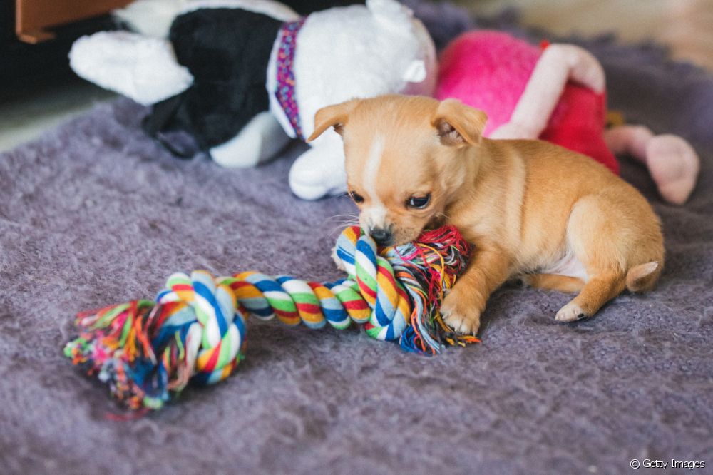  Toys for puppies: which ones are best for each stage of the dog?