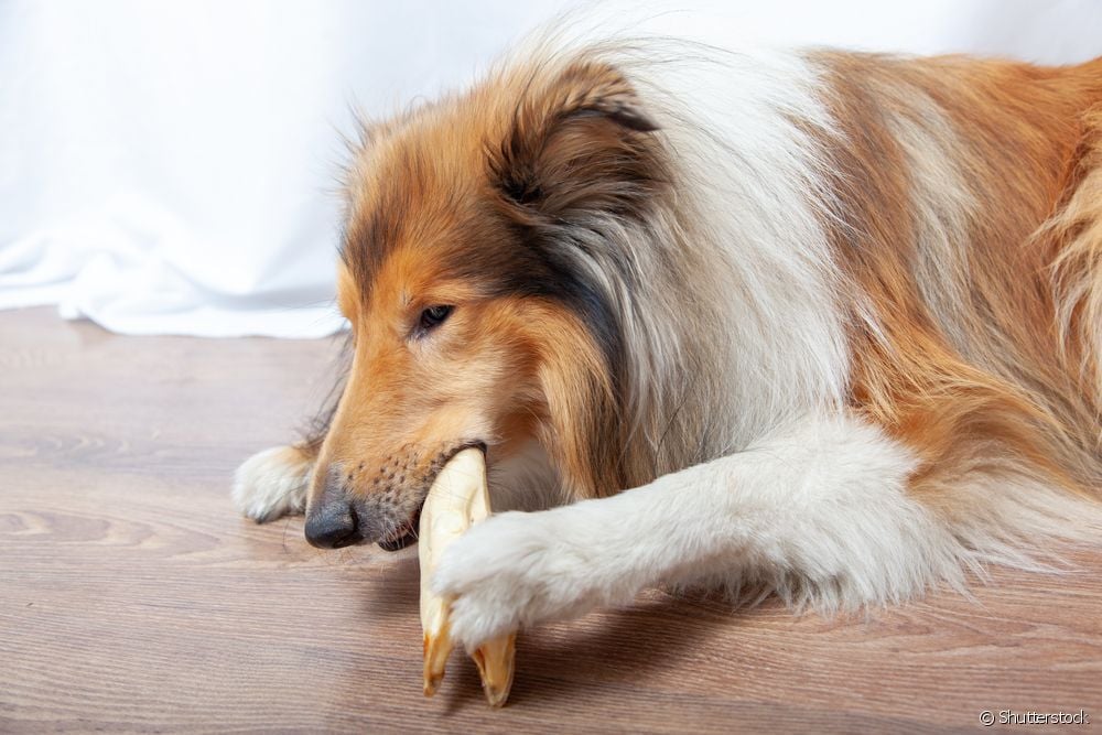  Is dog hoof trimming harmful? When is it indicated? What are the precautions?