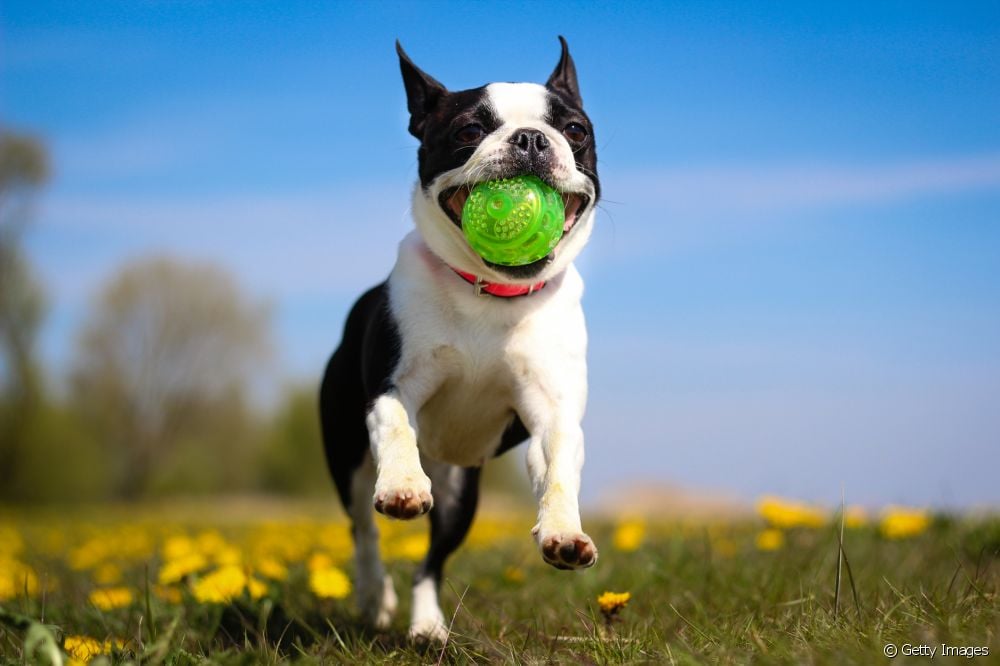  What are the best toys for dogs that destroy everything?