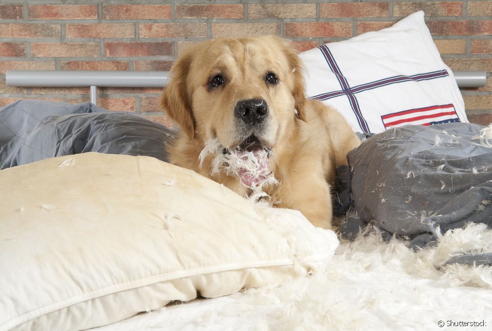  "My dog destroys everything": what to do and how to direct the pet's behavior?