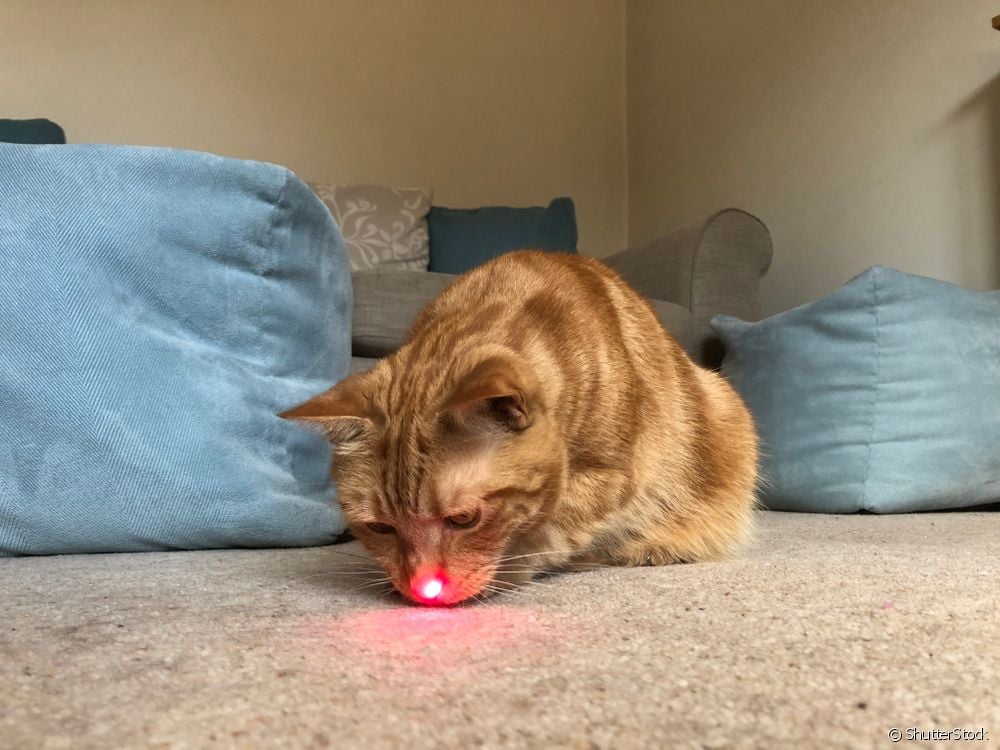  Laser for cats: expert explains the effects of play on felines. understand!