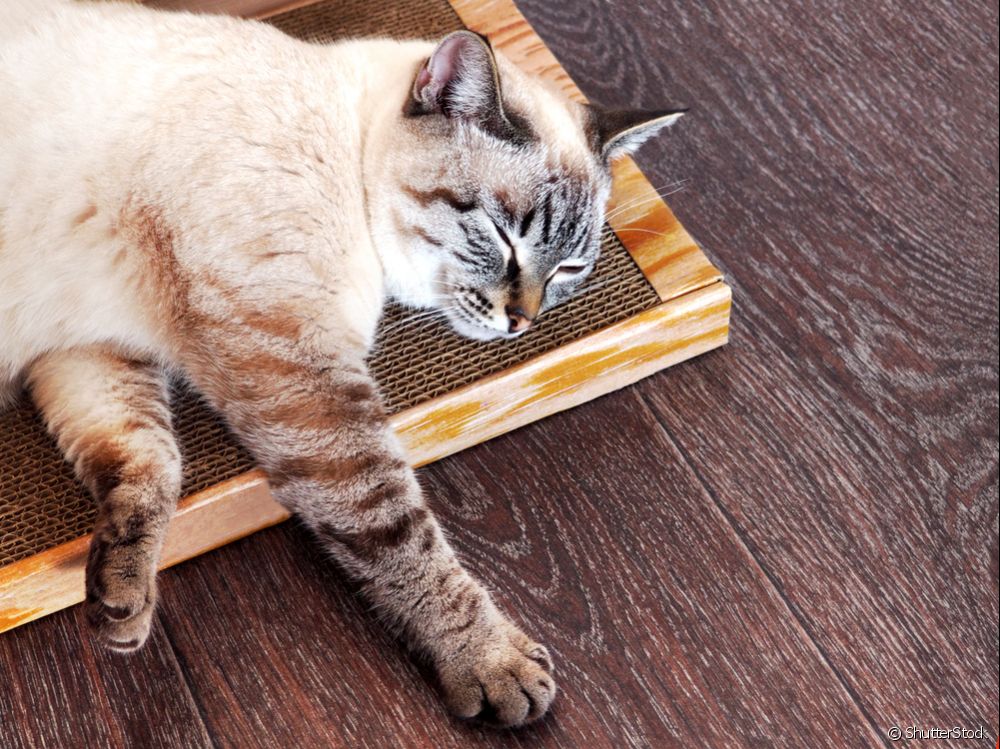  How to make a cat scratcher? 3 ideas for you to put into practice in your home