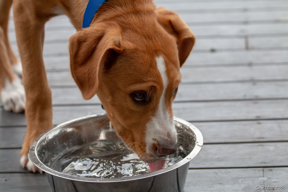  Can you give homemade serum to a dog with diarrhea?