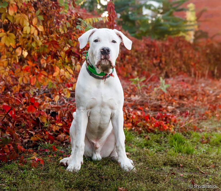  Dogo Argentino: everything you need to know about this large dog breed
