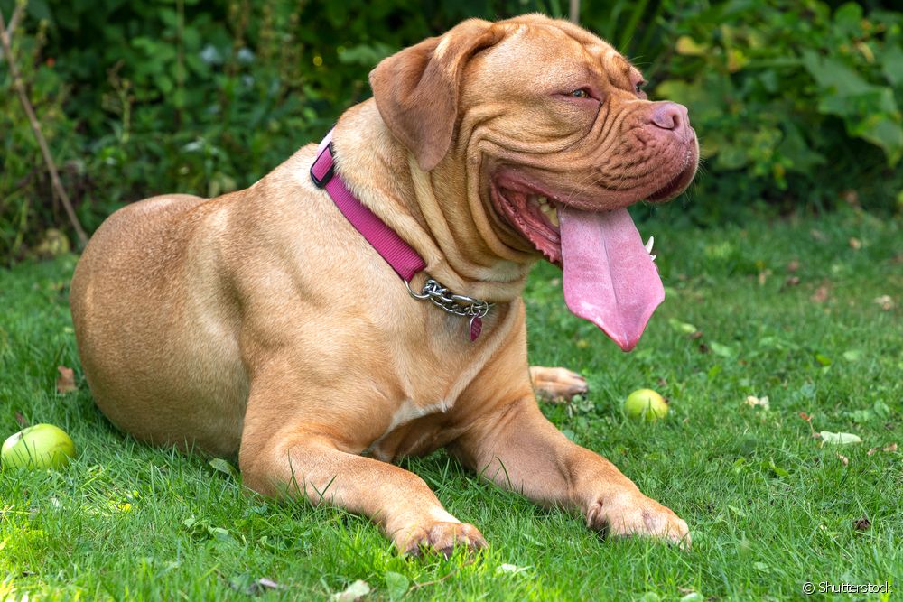  Doguedebordeaux: learn all about the dog breed