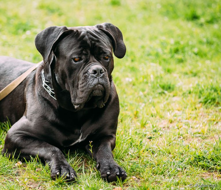  Cane Corso: everything you need to know about the giant dog breed of Italian origin