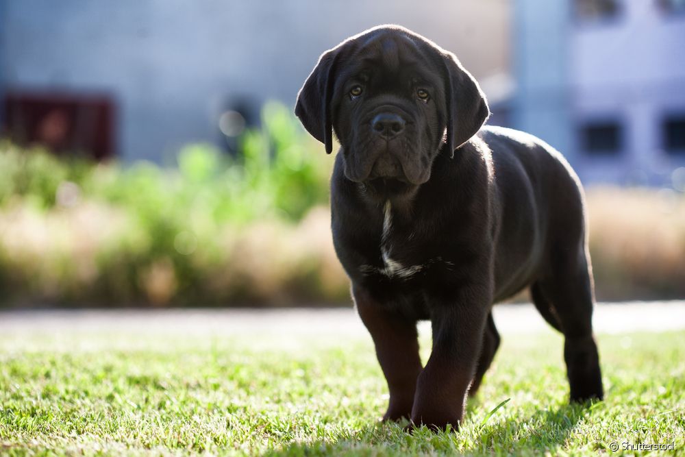  Cane Corso: what is the personality of the large breed dog like?