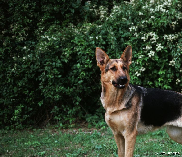  What is the difference between the German Shepherd and the Belgian Shepherd?