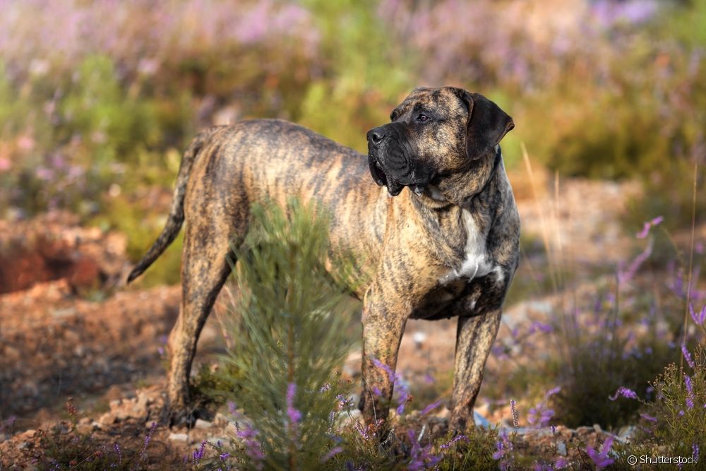  Learn all about the Dogo Canario, the world's best guard dog