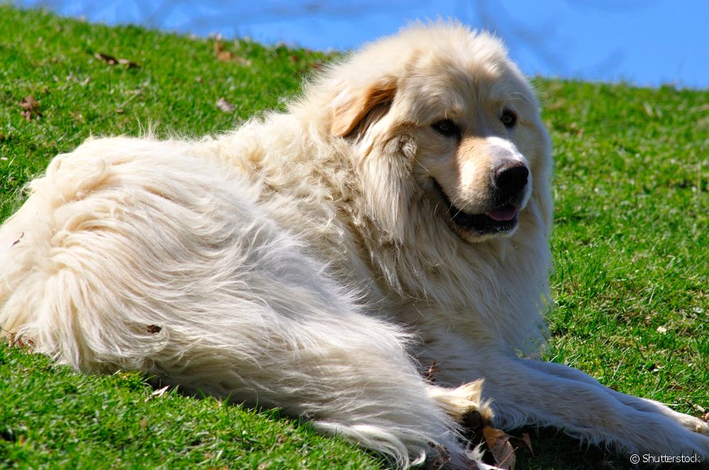  Pyrenean Mountain Dog: learn all about the dog breed