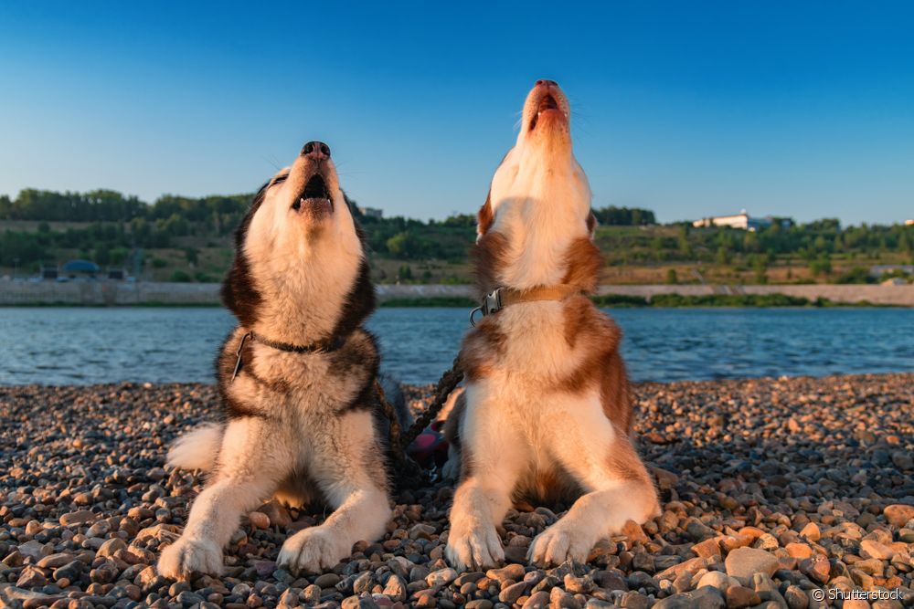  Why do dogs howl? Understand the behavior and meaning of howling!