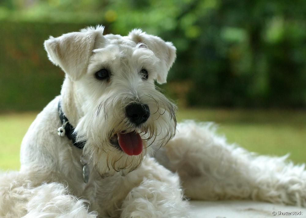  Miniature Schnauzer: check out 8 curiosities about the dog breed