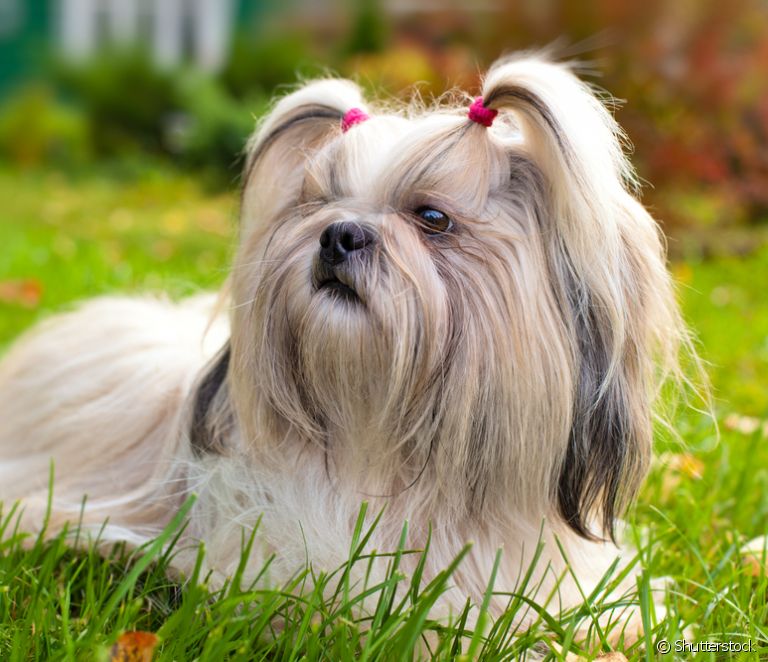  Small furry dog: 10 small dog breeds