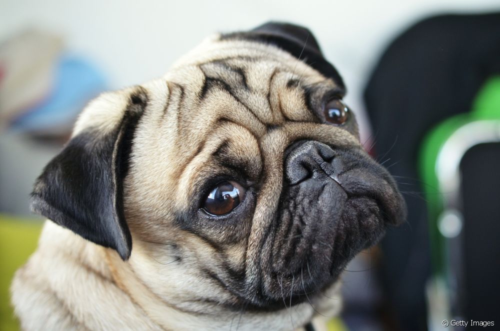  Names for Pug: see a selection of 100 options to call the small breed dog
