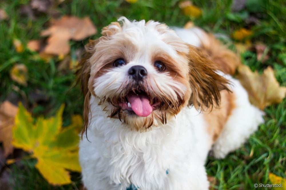  Shih Tzu: 15 curiosities about the small dog breed