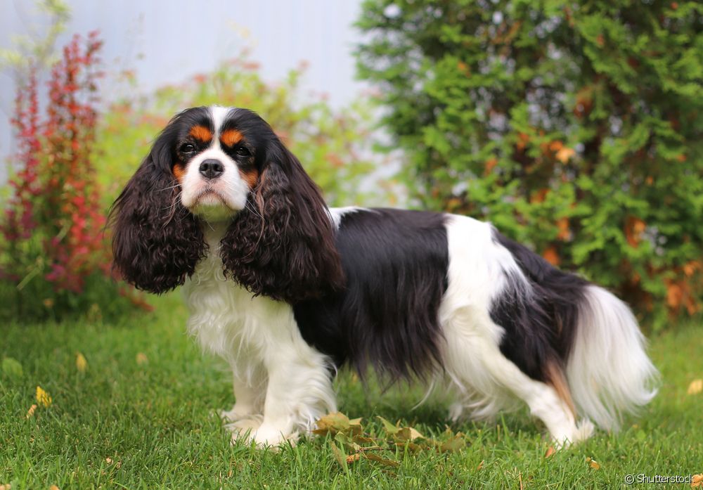  Is Cavalier King Charles Spaniel a good dog for apartment?