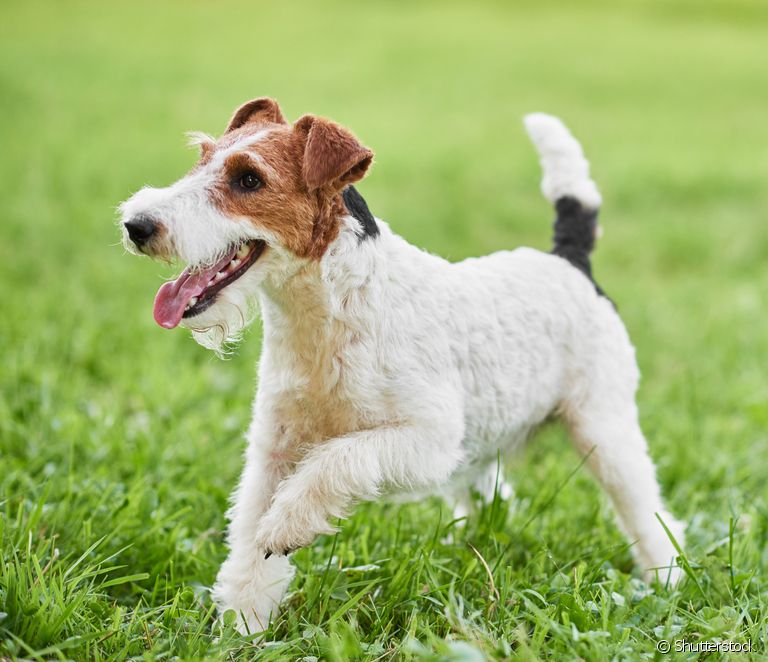  Fox Terrier: physical characteristics, personality, care and more... learn all about the breed