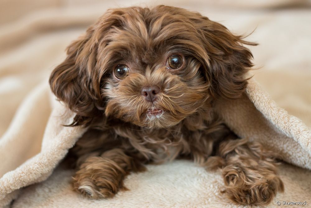 Is Shihpoo a recognized breed? Learn more about the Shih Tzu and Poodle mix