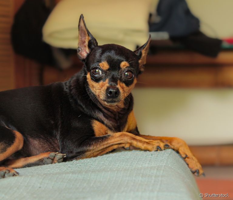  Pinscher 1: discover some characteristics of this small breed puppy